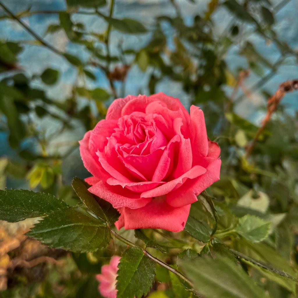 Standing Rose - Plant